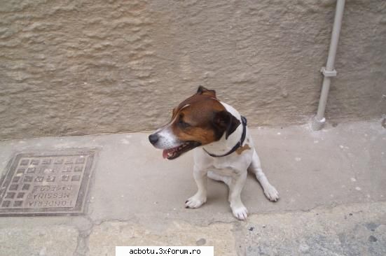 caine sicilian bucatele din sicilia